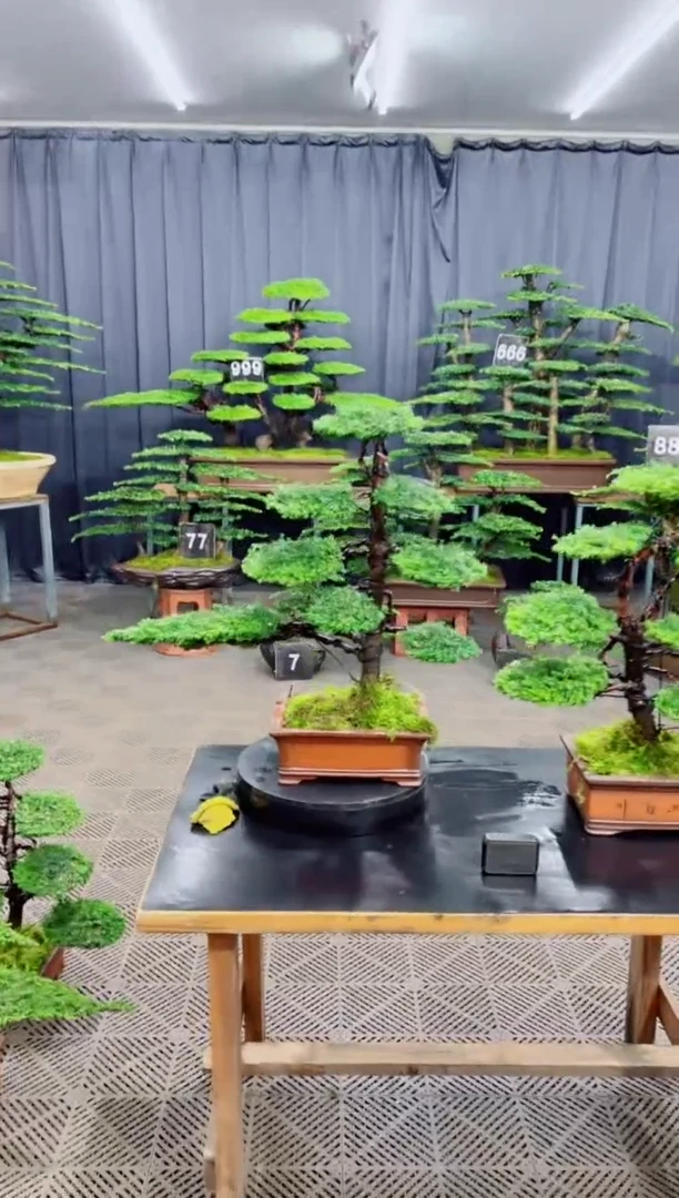 无花朵盆景......