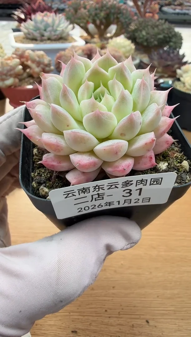 东云多肉园二店-31