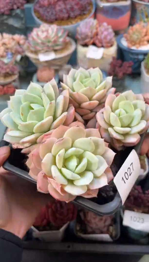 1027群生恋曲多肉