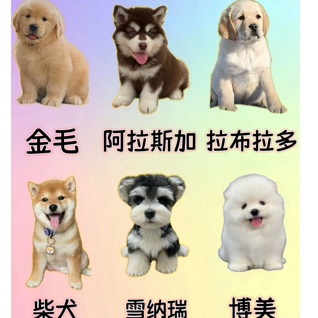 （睿麟犬业）T狗狗活体
