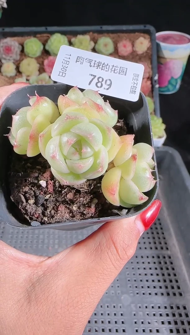 1130-789多肉群生不包整