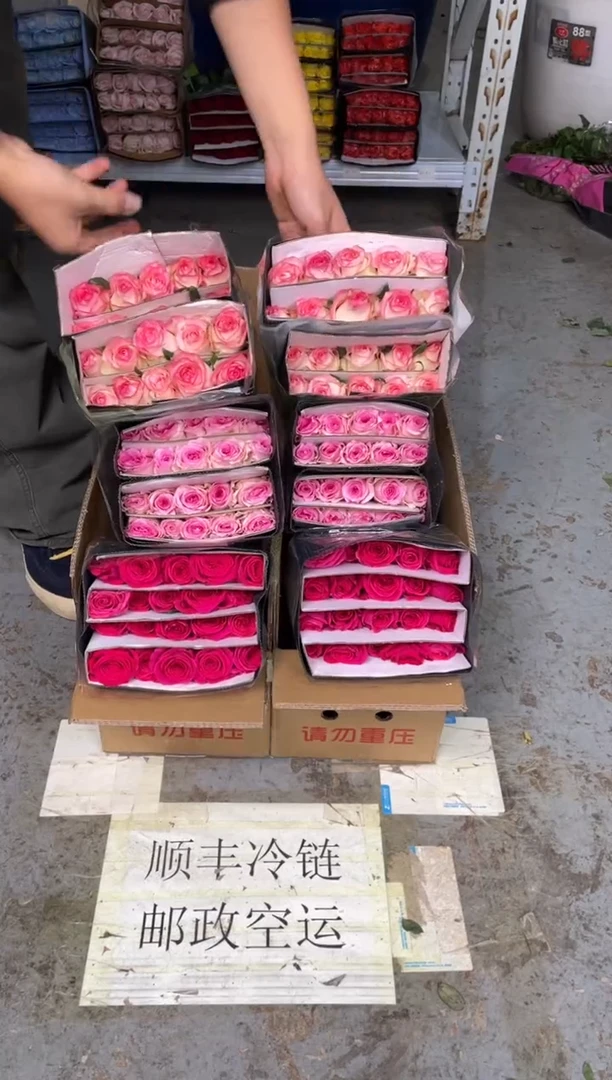 佛洛依德20枝+洛神20枝+艾沙20枝