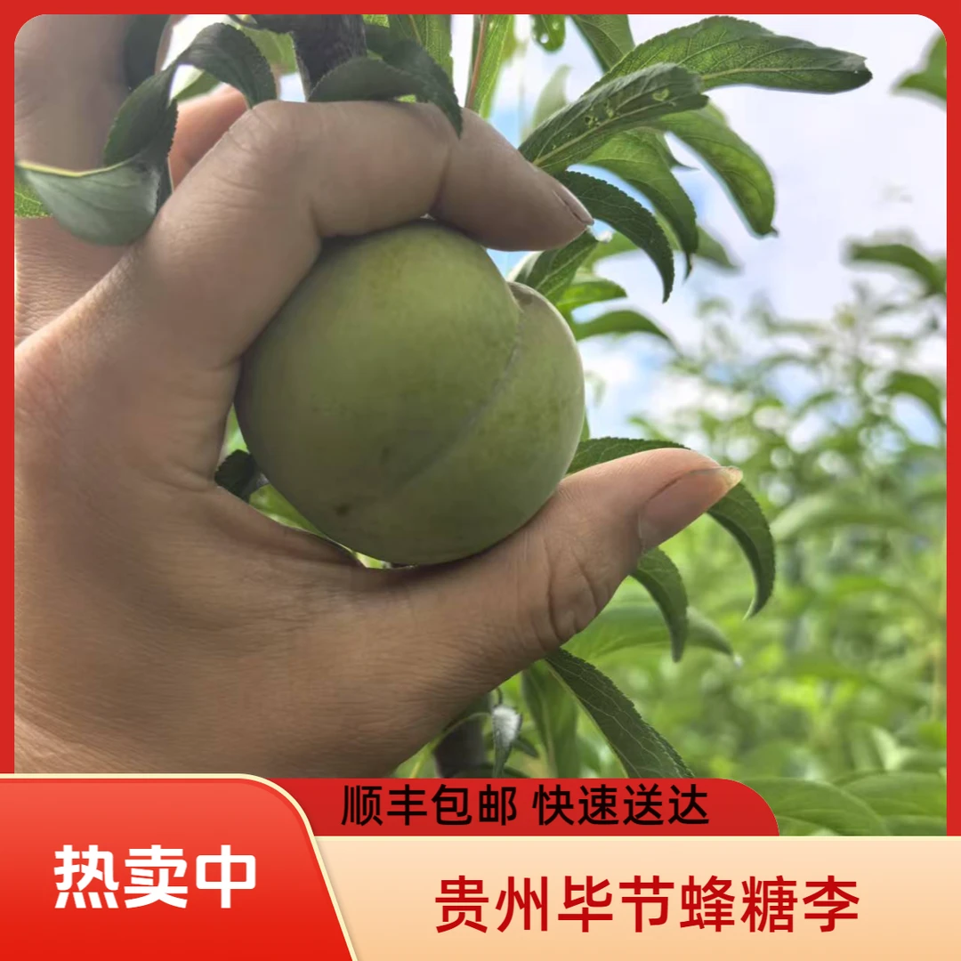顺丰包邮贵州毕节蜂糖李尾季清园果5斤装