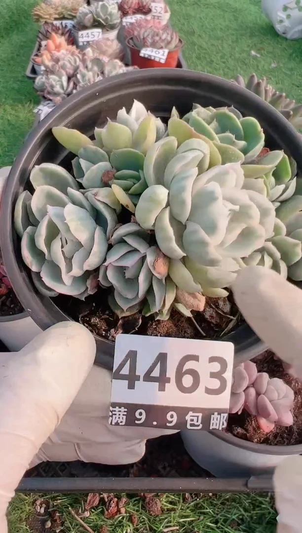 【闪购商品】信福多肉一物一拍1