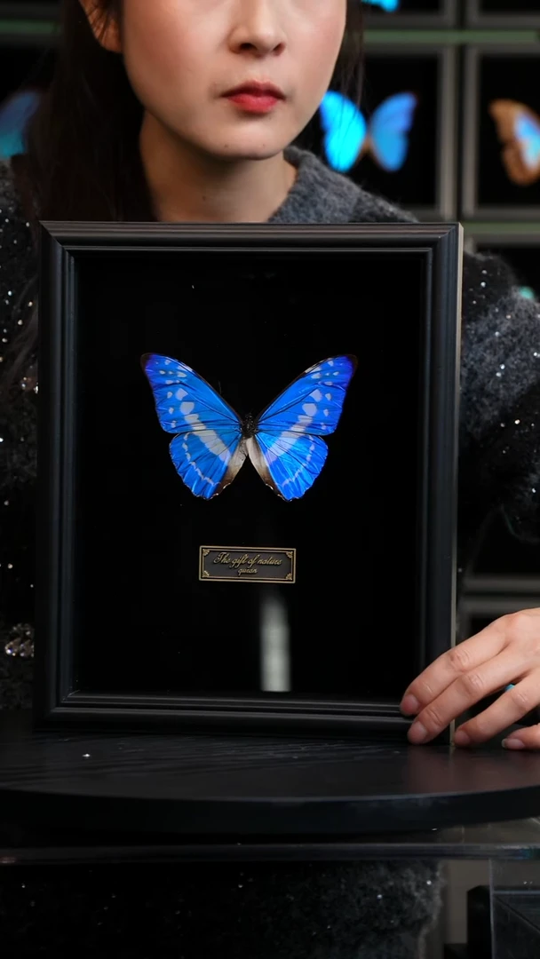 塞浦路斯闪蝶标本