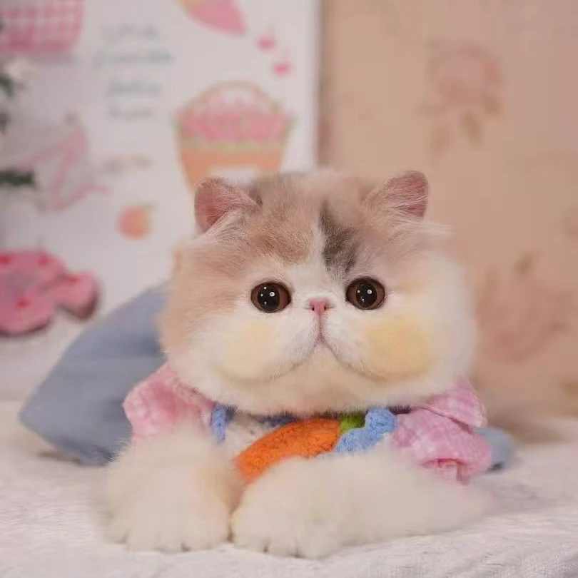 （喜崽）猫咪活体链接