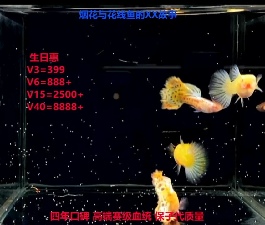 孔雀鱼金钱豹压成高端微瑕体验2对