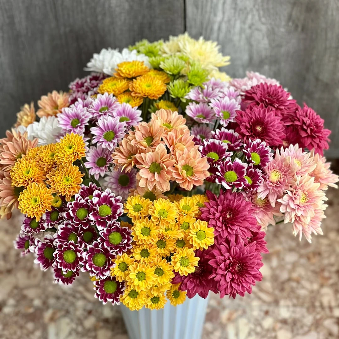 云南鲜花  选色小雏菊 T