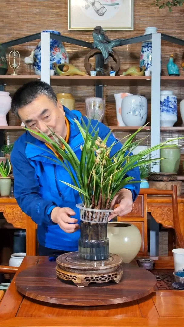 无花朵九*糖水之韵水培黄金彩虹