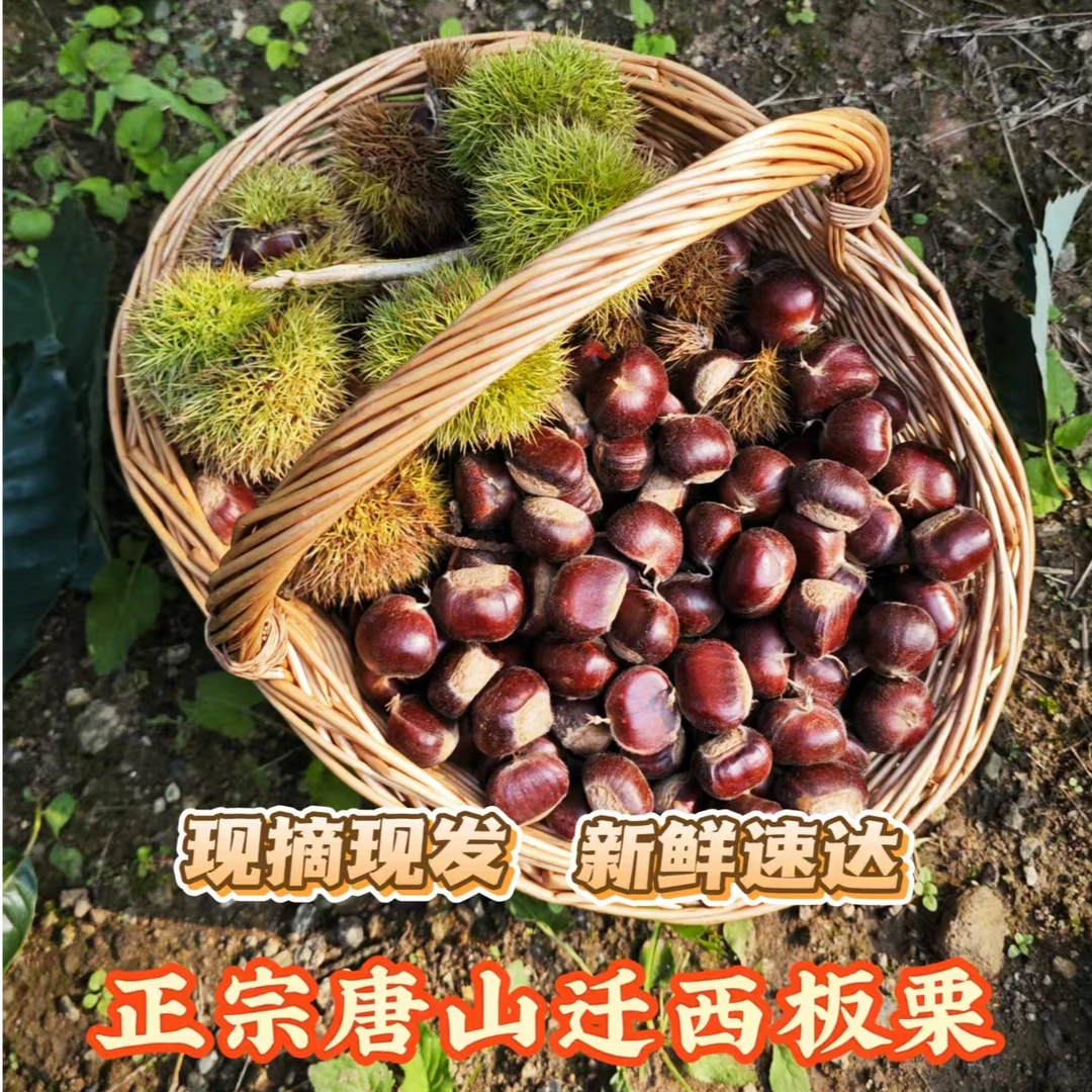 正宗迁西板栗2025现摘现发皮薄饱满唐山特产3113粉糯香甜拨壳即食