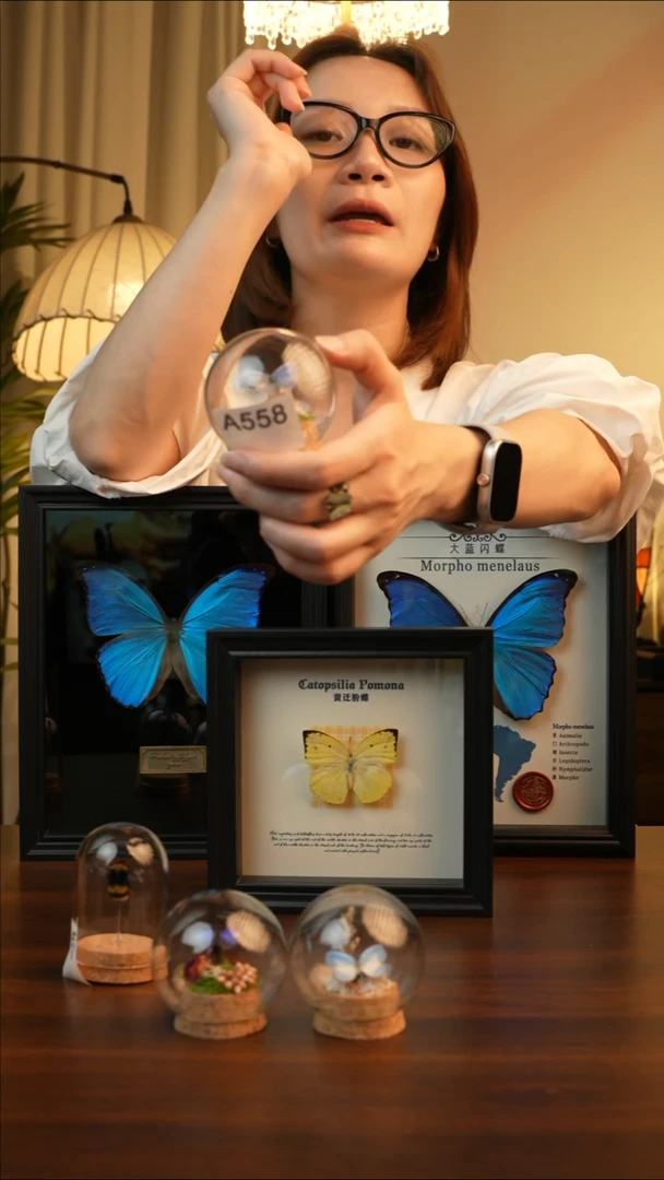 珍贵妩灰蝶玻璃罩A558