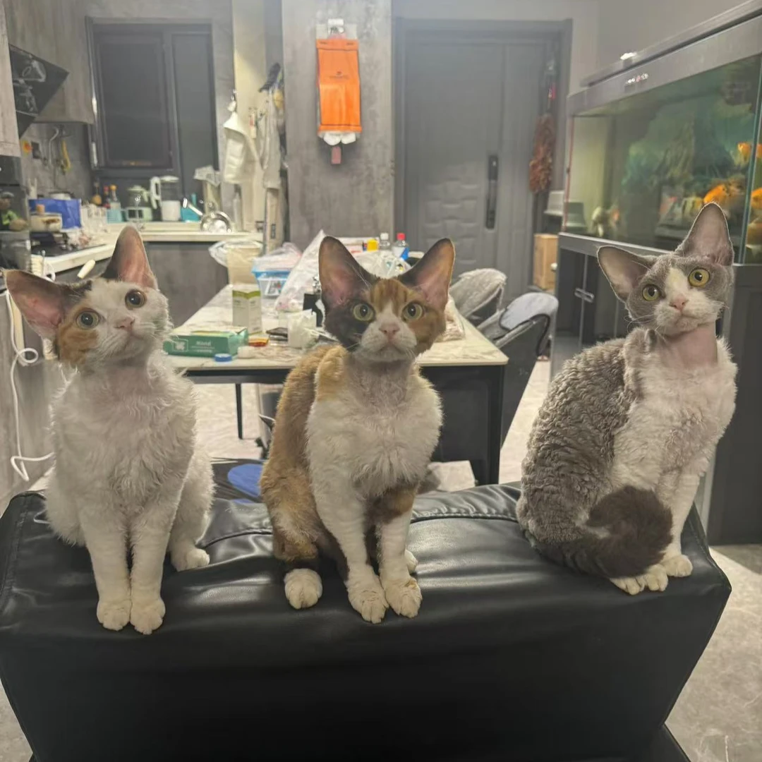 多肉小白兔德文卷毛猫