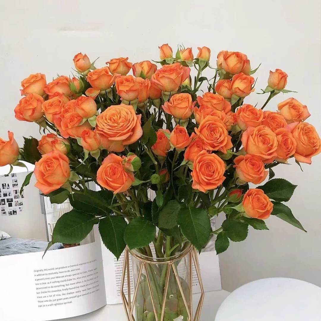 【橙色芭比多头玫瑰花】5枝昆明鲜花批发次日达顺丰包邮到家 冷丰鲜花基地直发