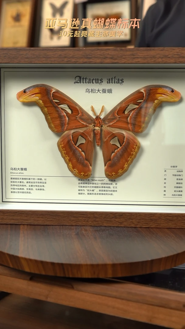乌桕大蚕蛾标本A4框a85