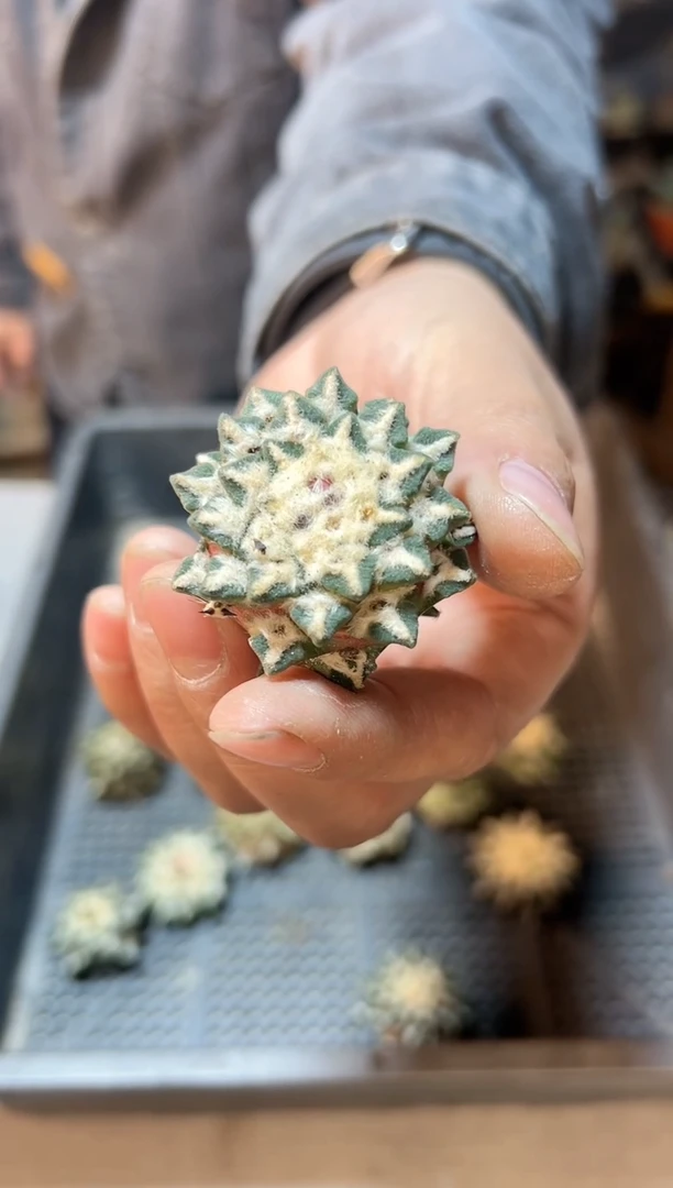 【闪购商品】苗接无根单头黑牡丹3.5公分