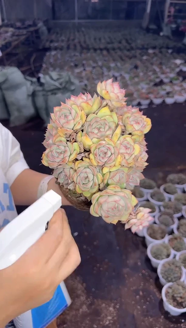 艾格利亚玫瑰10.88