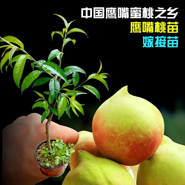 （1）正宗连平鹰嘴桃苗嫁接苗