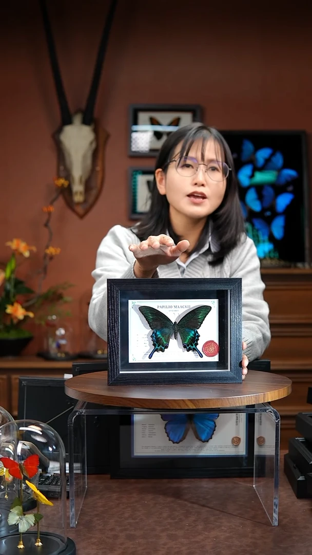 绿带翠凤蝶 常规款