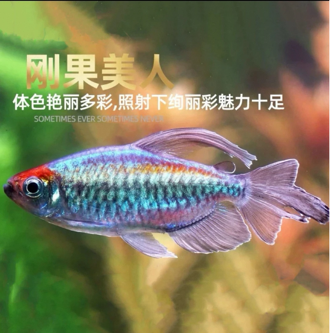 大刚果美人热带观赏鱼小型淡水鱼群游活体鱼