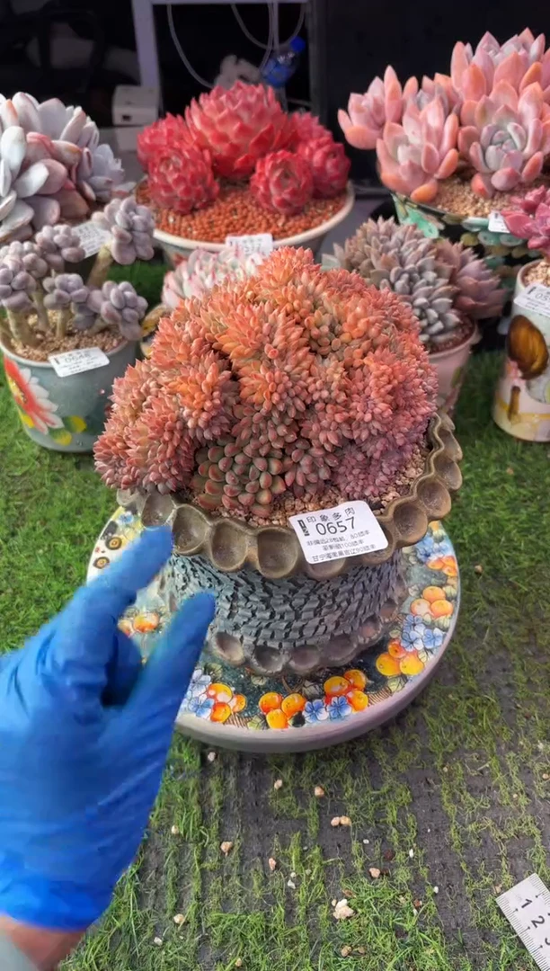 昆明印象多肉0657