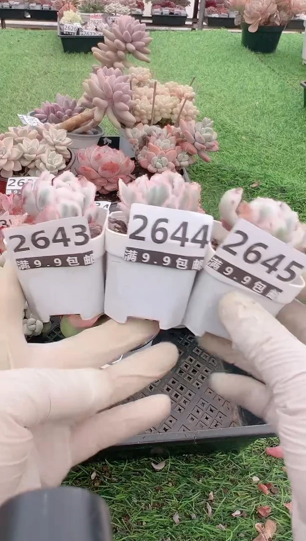 【闪购商品】信福多肉一物一拍