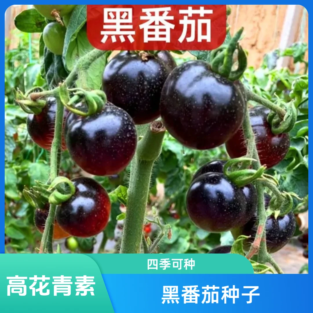 【黑番茄种子】籽小种子黑柿黑钻种子盆栽四季小西红柿蔬菜黑圣女