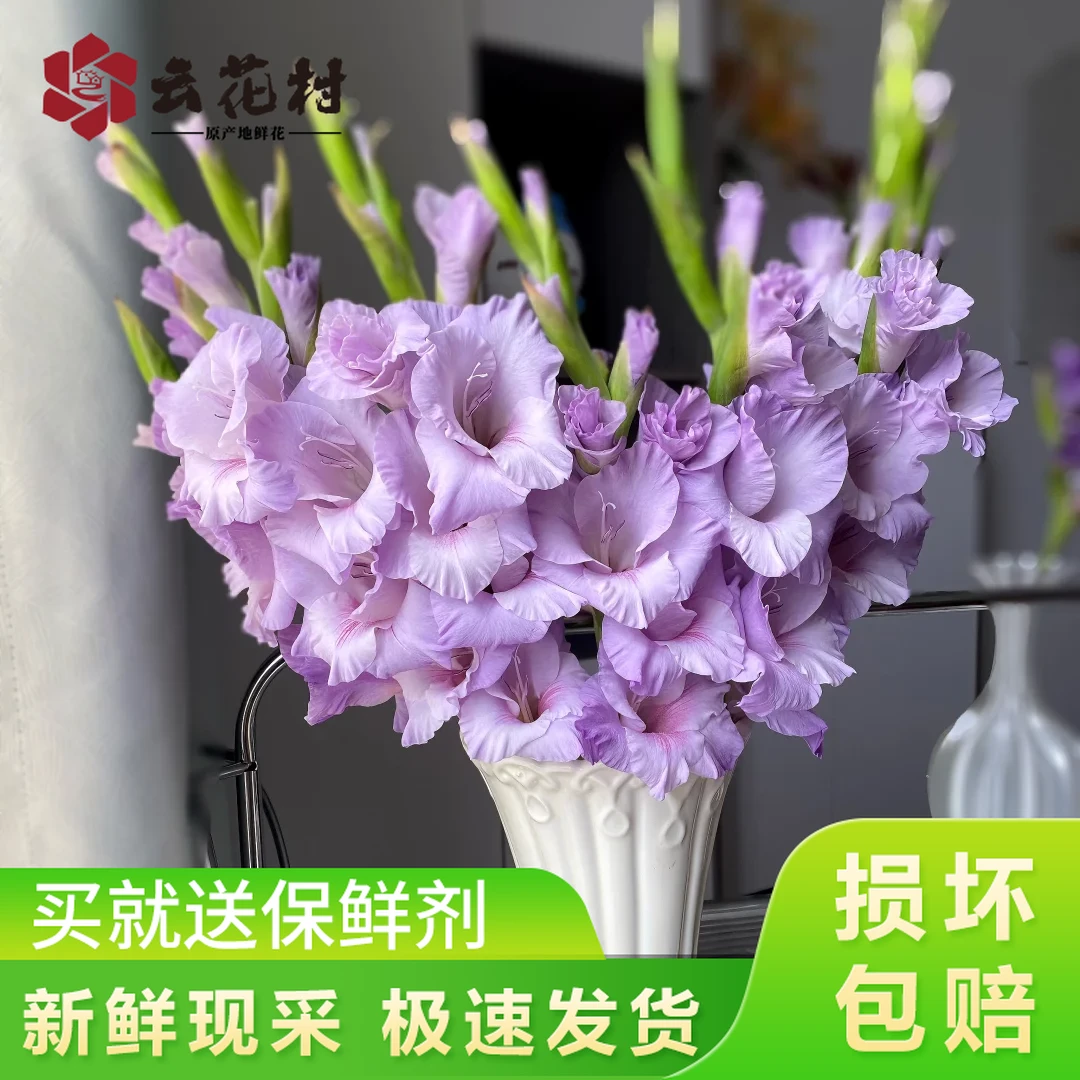 【诺帝卡剑兰10支】云南鲜花 全店任意两件升级顺丰送货上门