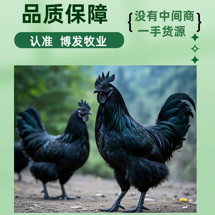 纯种五黑鸡 下绿壳蛋 五黑一绿散养笼养均可 宠物蛋鸡