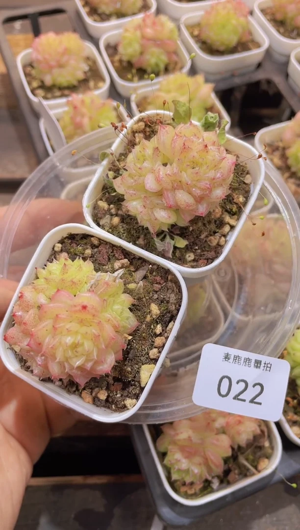 【闪购商品】022麦秆001量拍2颗