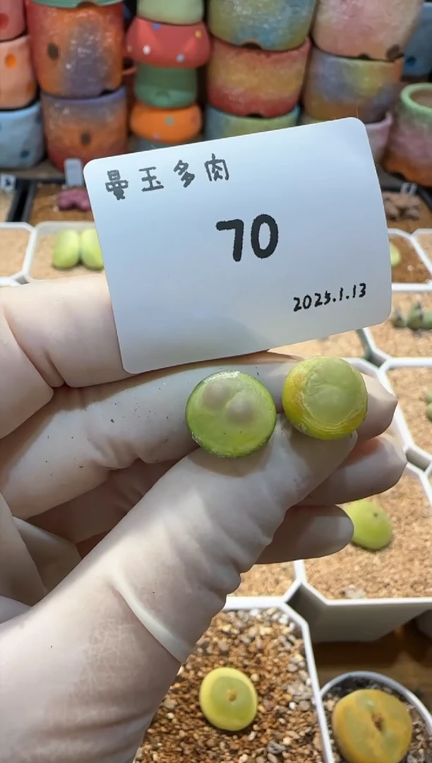 【闪购商品】25.1.13-70奶栗