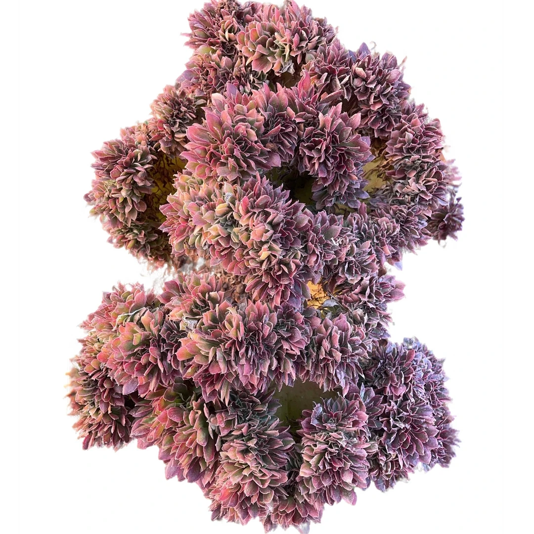 8年老桩女神缀化（大号） 好看好养 多肉绿植