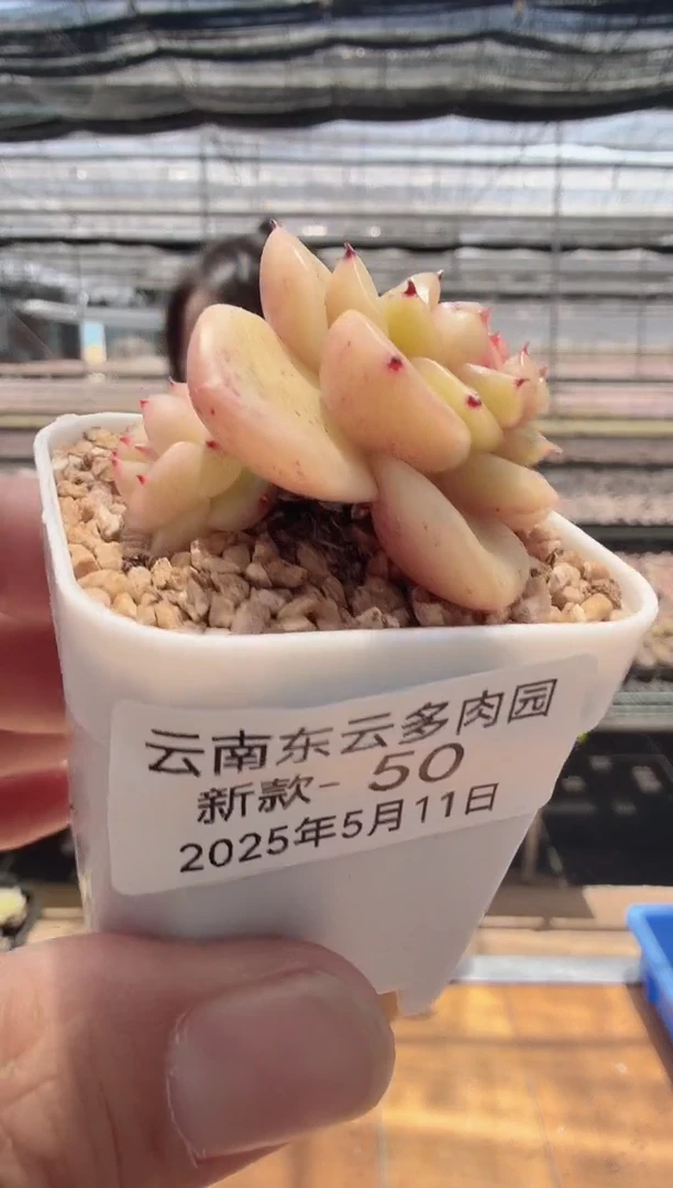 东云多肉园新款-50