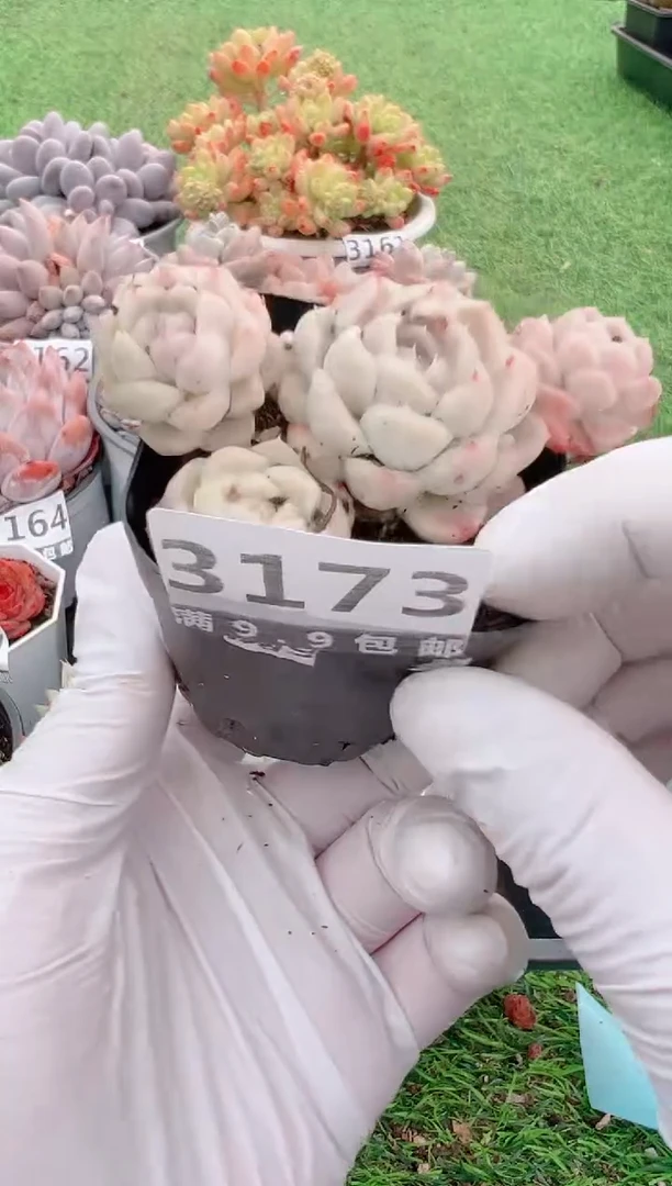 【闪购商品】信福多肉一物一拍