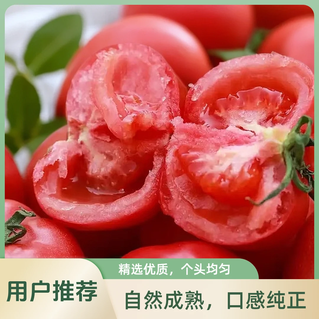 （净重3斤/5斤）北京漷县自产普罗旺斯头茬西红柿现摘现发新鲜 顺丰包邮