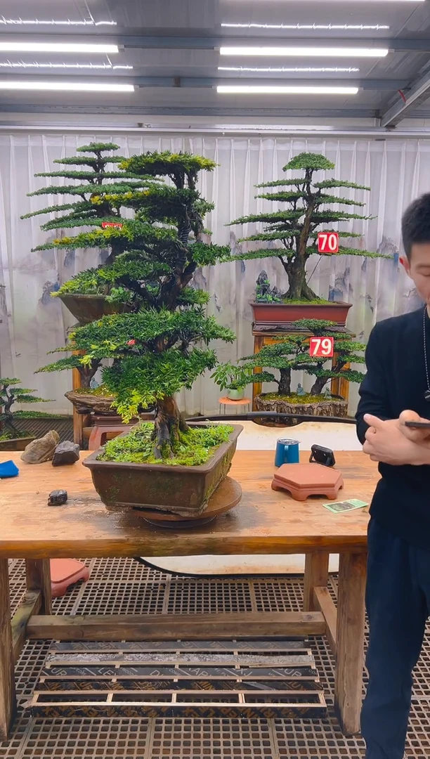 无花朵探*精品盆景直播间一物一拍