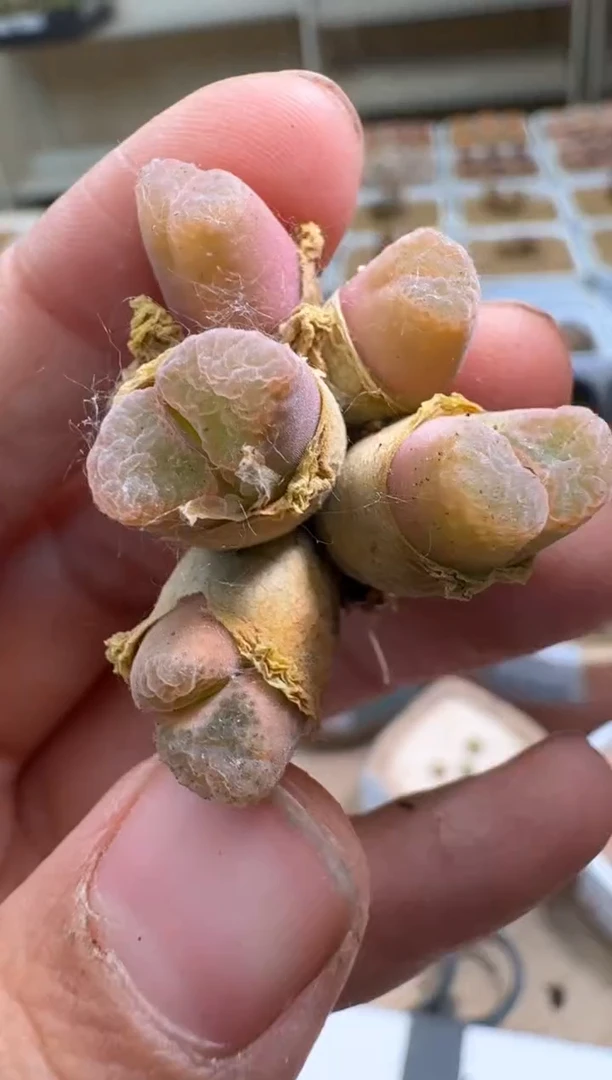 美丽的肉石头10-402小浣熊