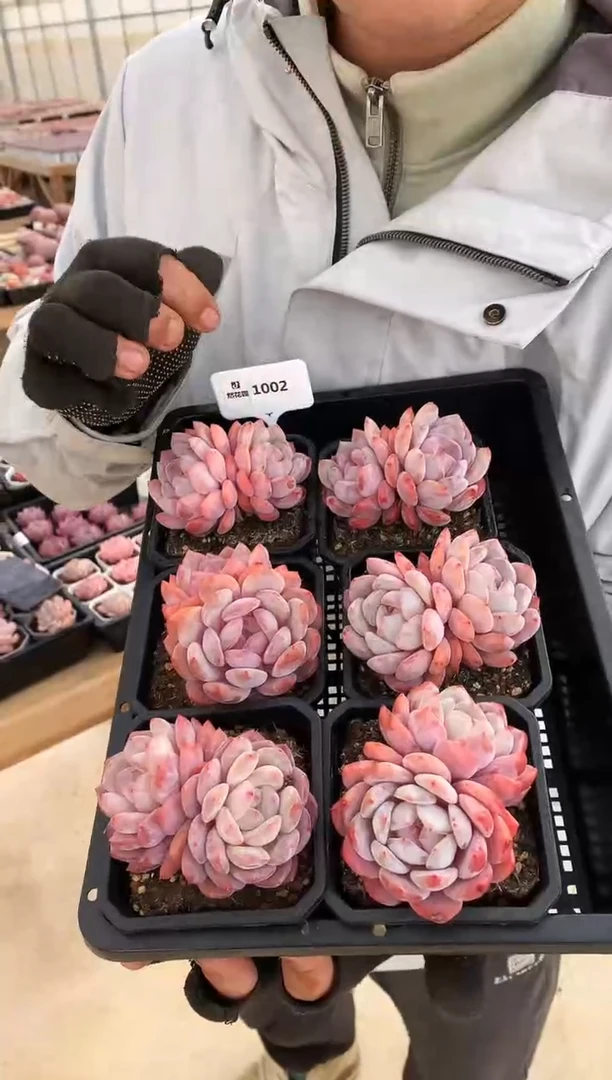 【闪购商品】1002双头有砍蒙克一棵量拍