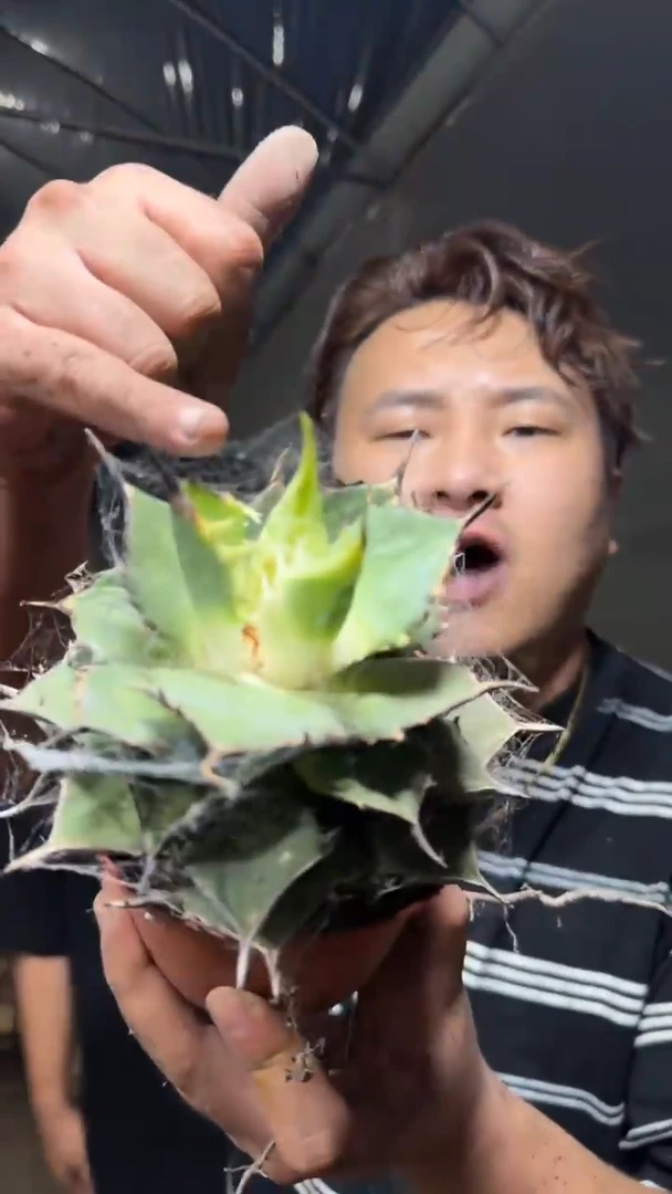 2颗 小岛 龙舌兰【带根】微徒