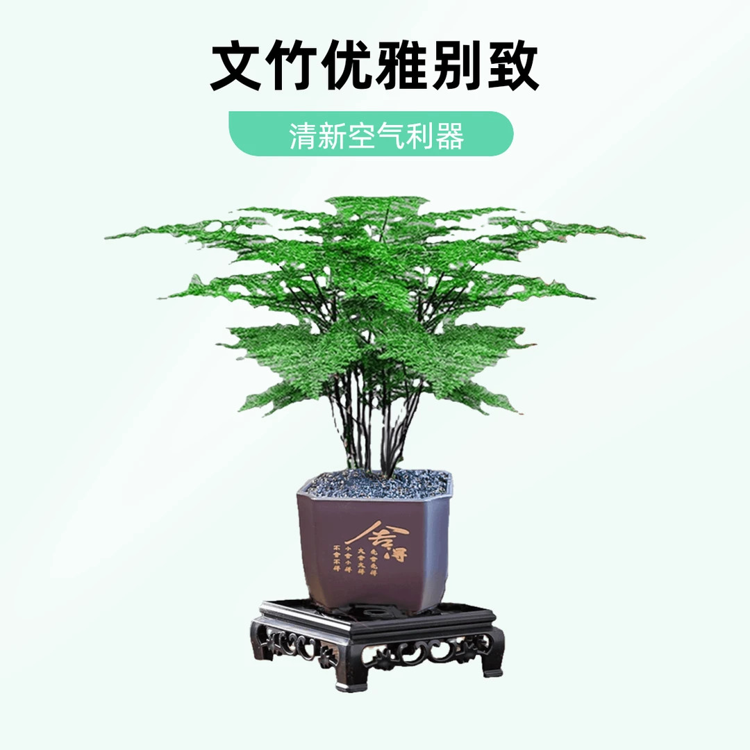 文竹盆栽室内摆件植物适合室内绿植客厅绿植盆栽室内盆景阳台绿植