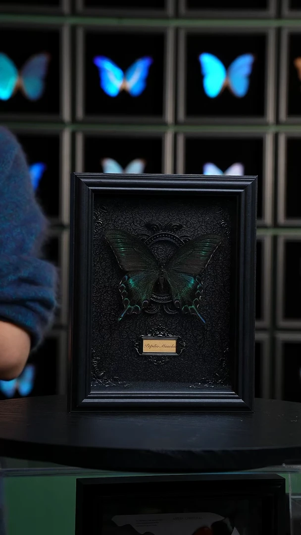 绿带翠凤蝶夏型8寸巴洛克款