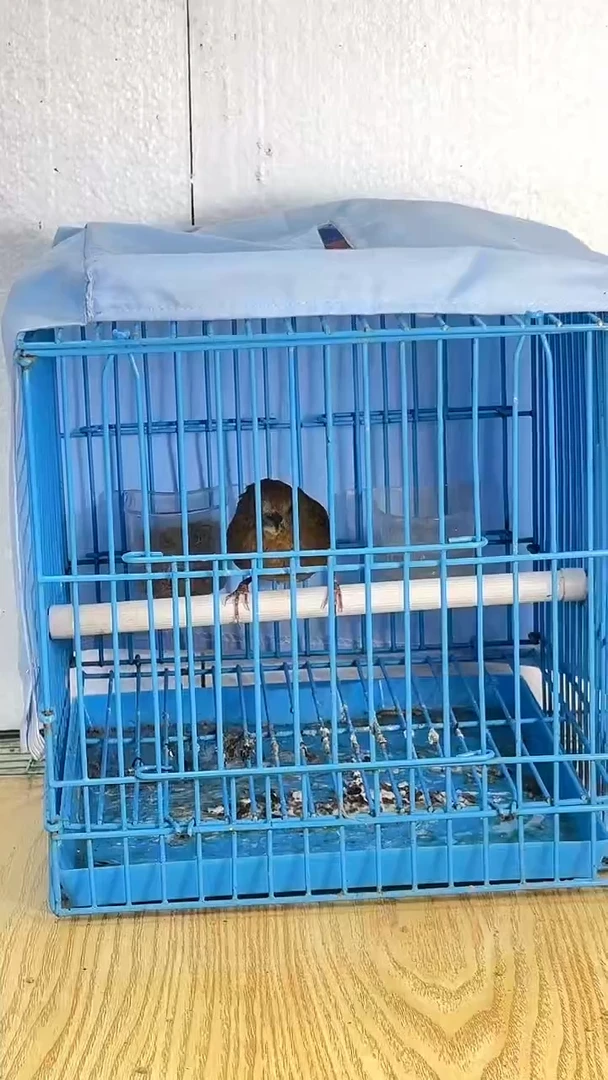 37号 白腹没尾巴养笼0元起拍