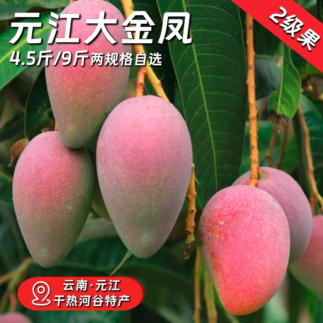 2级果 大金凤芒果 元江芒果 家庭装 甜度19产地直发 云南的贵妃芒