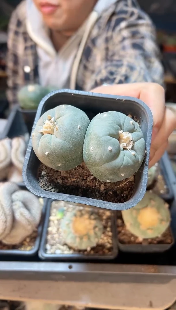 【闪购商品】双头实生银8公分