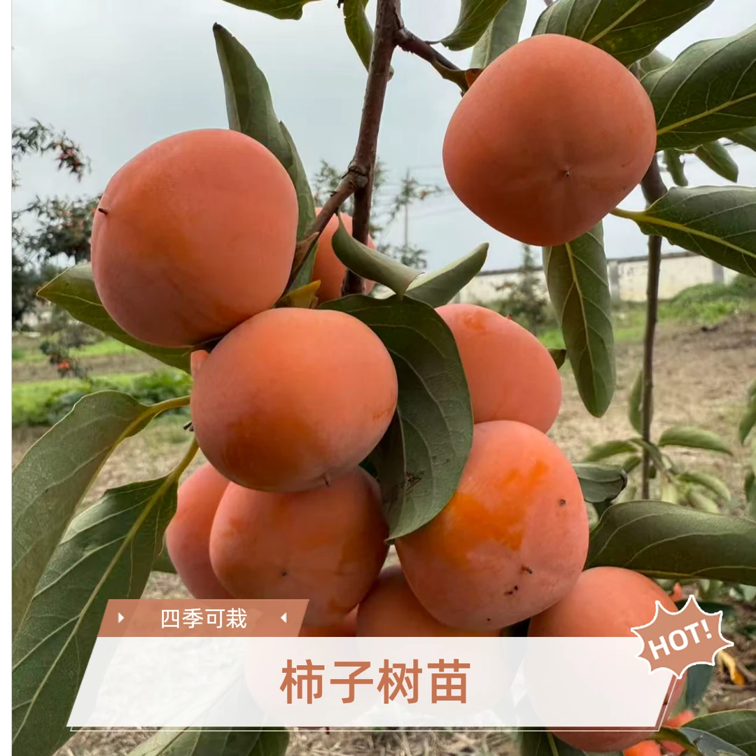 临潼火晶柿子树南北方都适合栽种冬天落叶不落果