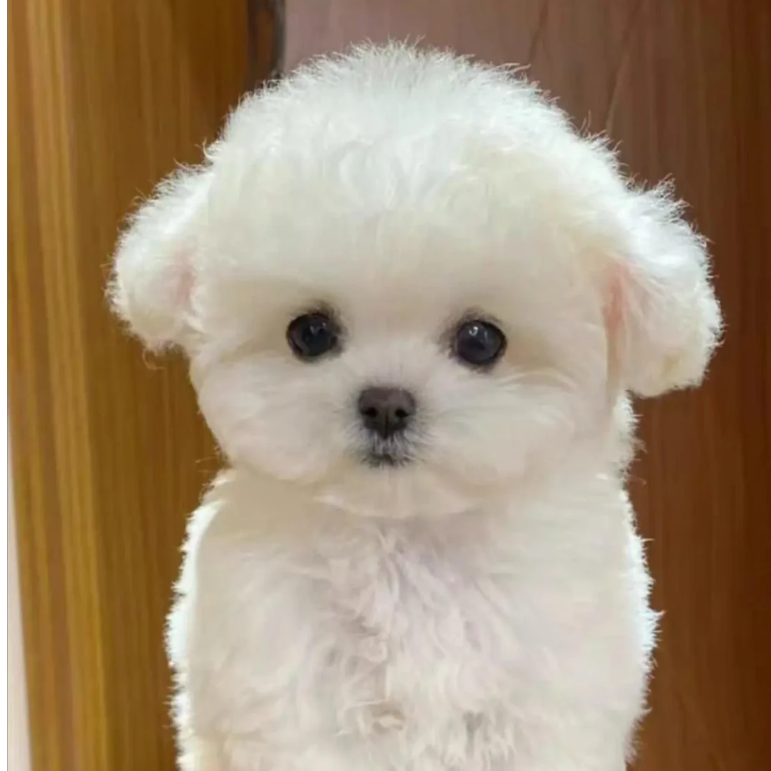 【曼可家】比熊  通用狗狗链接