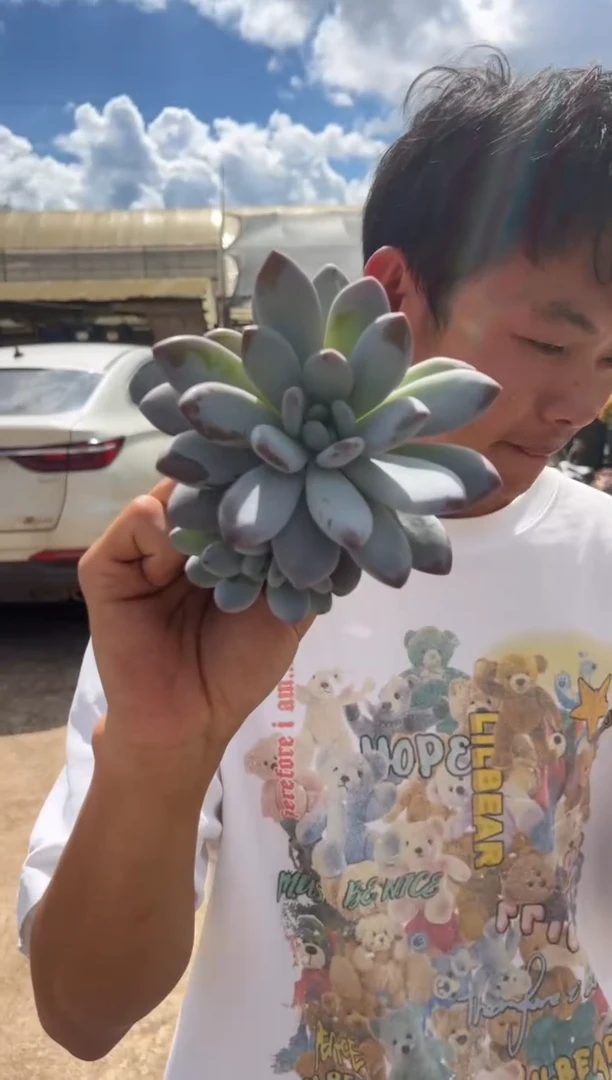 橙龙