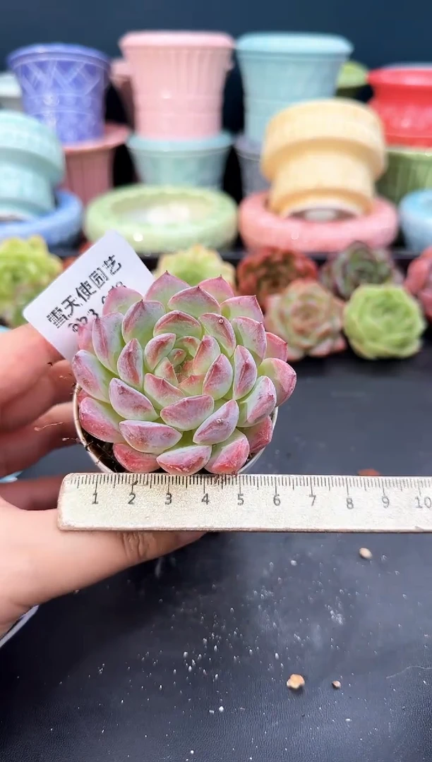 923-058青山（冠幅6cm）