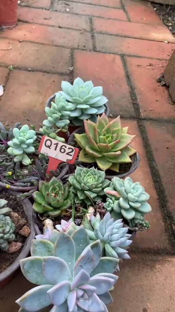 Q162多肉组合默认脱土发货