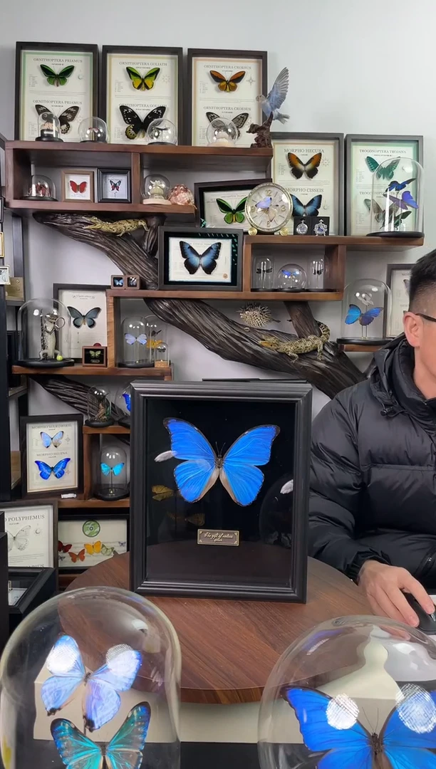 大蓝闪蝶-黑绒底版【10寸欧式框】微瑕