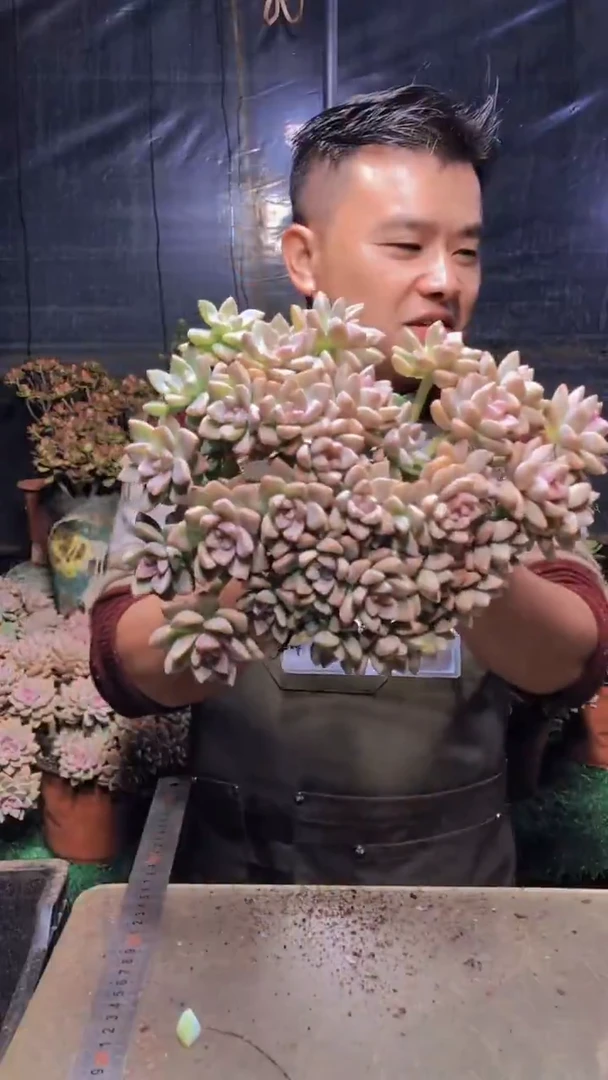 142淡雪缀化一物一拍